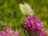 Butterfly on clover