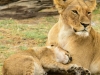 Lioness & cub