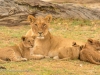 Lioness & Cubs