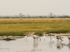 Yellow-billed stork & spoonbill feeding 1 - Savuti