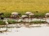 Yellow-billed stork & spoonbill feeding 2 - Savuti
