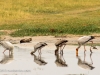 Yellow-billed stork & spoonbill feeding 3 - Savuti