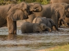Elephant at their evening drink