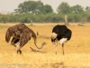 Pair of Ostrich - male(R) and Female (L)