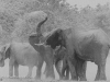 Elephant herd dustbathing