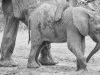Young elephant gets a little reassurance