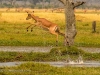 Impala being cautious crossing water