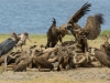 White-Backed Vulture & Maribou Stork