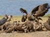 White-Backed Vulture & Maribou Stork