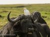 Buffalo with Cattle Egret