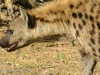 Spotted hyena 5