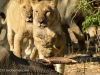 Lion pride charge hyenas