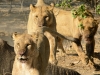 Lion pride charge hyenas