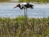 Saddle-Billed Stork