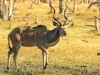 Male Greater Kudu