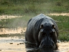 Hippo marking territory by 'tail flicking' his dung