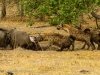 Hyenas take charge of a lion kill