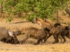 Hyenas take charge of a lion kill