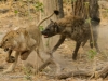 Hyena chase lions off the kill 2