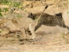 Hyena chase lions off the kill 3