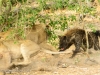 Lioness retaliates