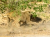 Lioness retaliates - I thought the hyena was done for