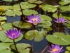 Lotus flowers, Thien Mu