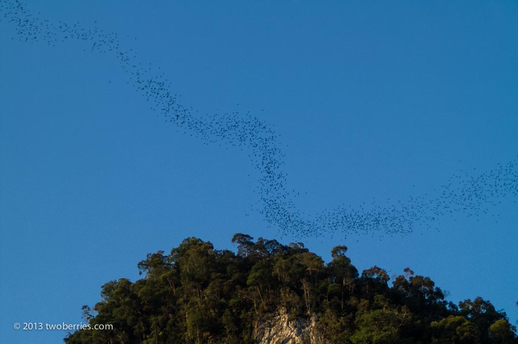 Bats leaving the the cave at dusk