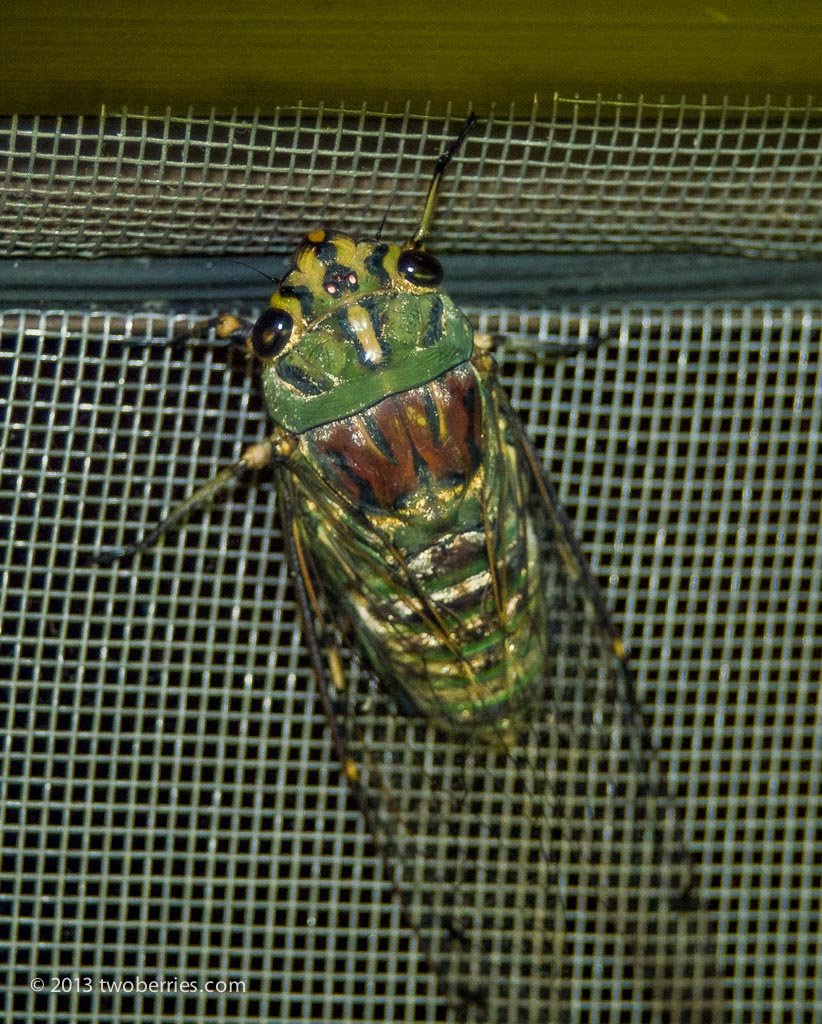 Cicada on the window screen
