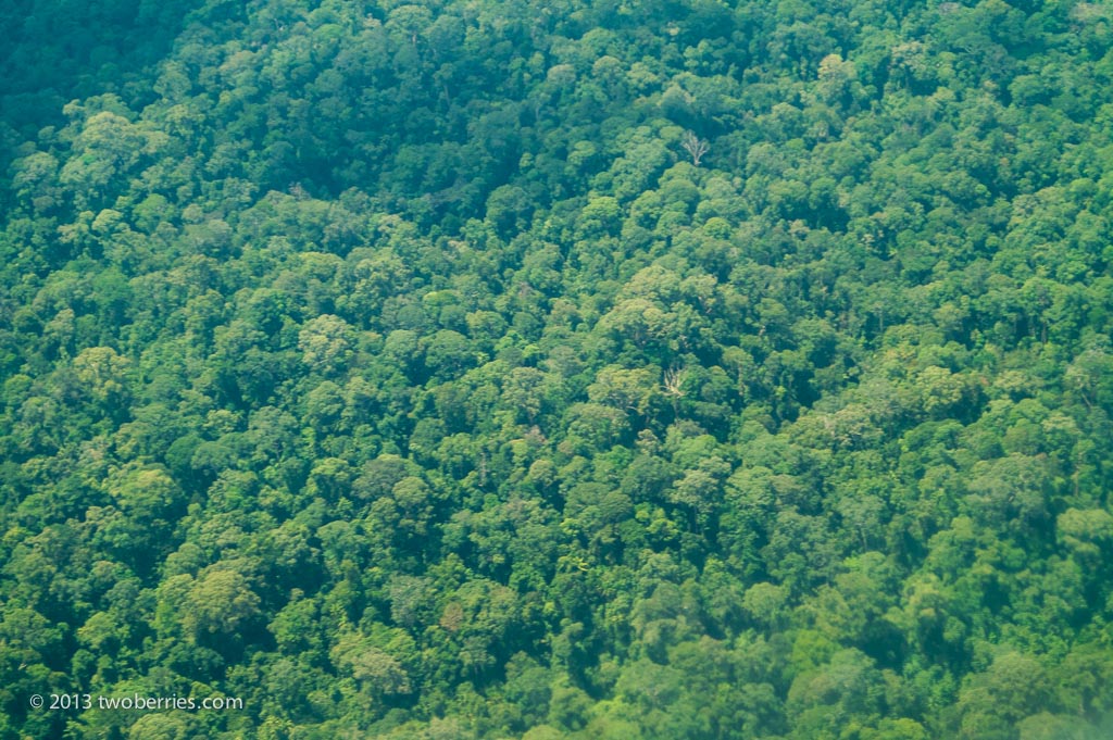 Rainforest Canopy from the air