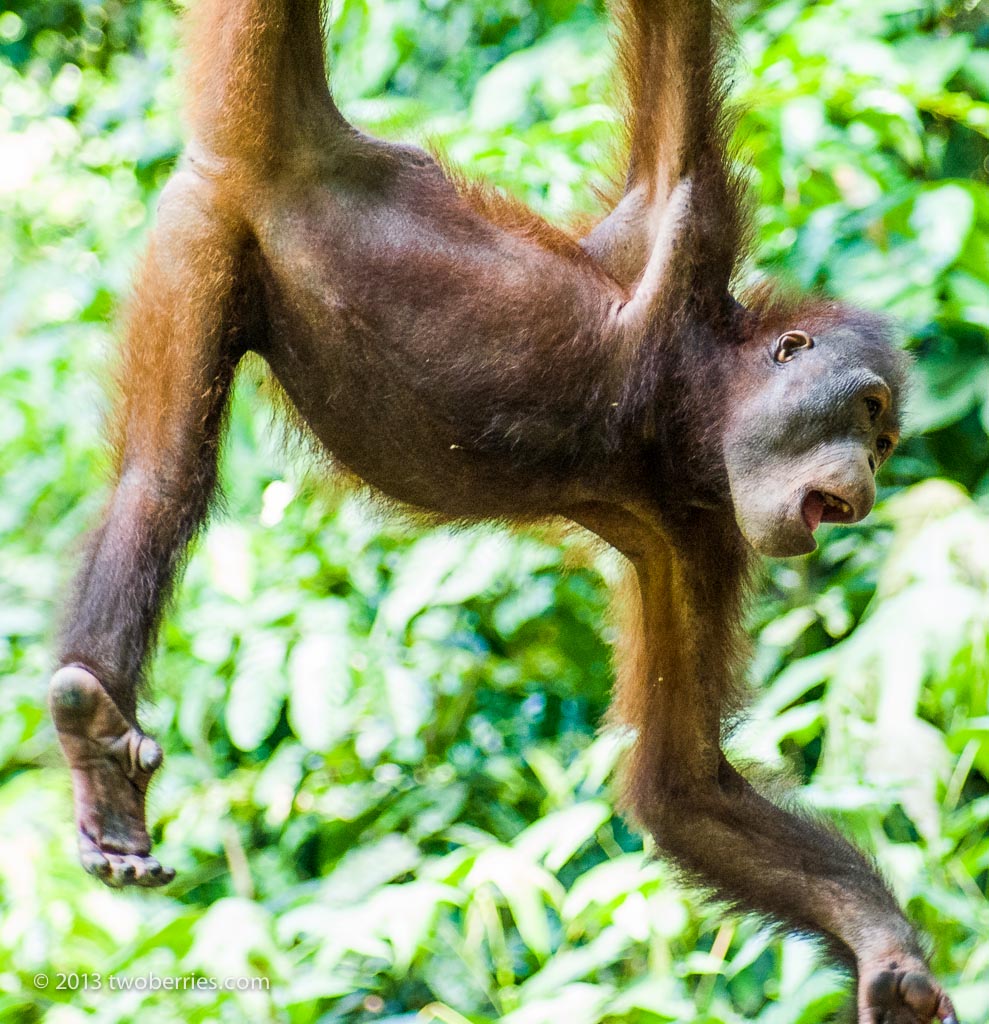 Young Orangutan at the reserve at Sandakan