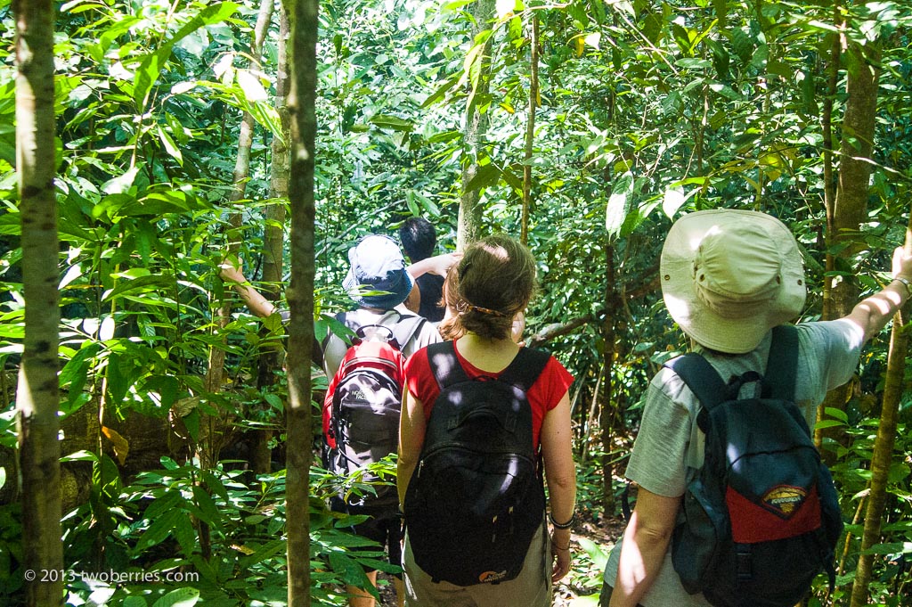 On foot in the rainforest looking for wild Orangutan