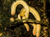 Millipedes