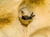 Nesting Swiftlet in the cave