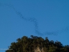 Bats leaving the the cave at dusk