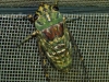 Cicada on the window screen