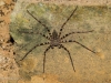 Cave spider