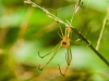 Spider in the grass