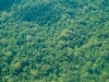 Rainforest Canopy from the air