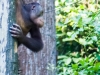 Young Orangutan at the reserve at Sandakan