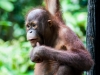 Young Orangutan at the reserve at Sandakan