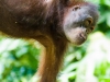 Young Orangutan at the reserve at Sandakan