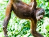 Young Orangutan at the reserve at Sandakan