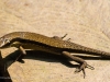 Lizard