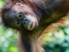 Young Orangutan at the reserve at Sandakan