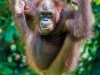 Young Orangutan at the reserve at Sandakan