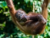 Young Orangutan at the reserve at Sandakan