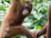 Young Orangutan at the reserve at Sandakan