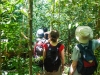 On foot in the rainforest looking for wild Orangutan