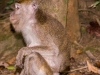 Macaque